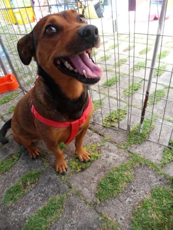 Cachorro ra a SRD idade 3 anos nome Fiona