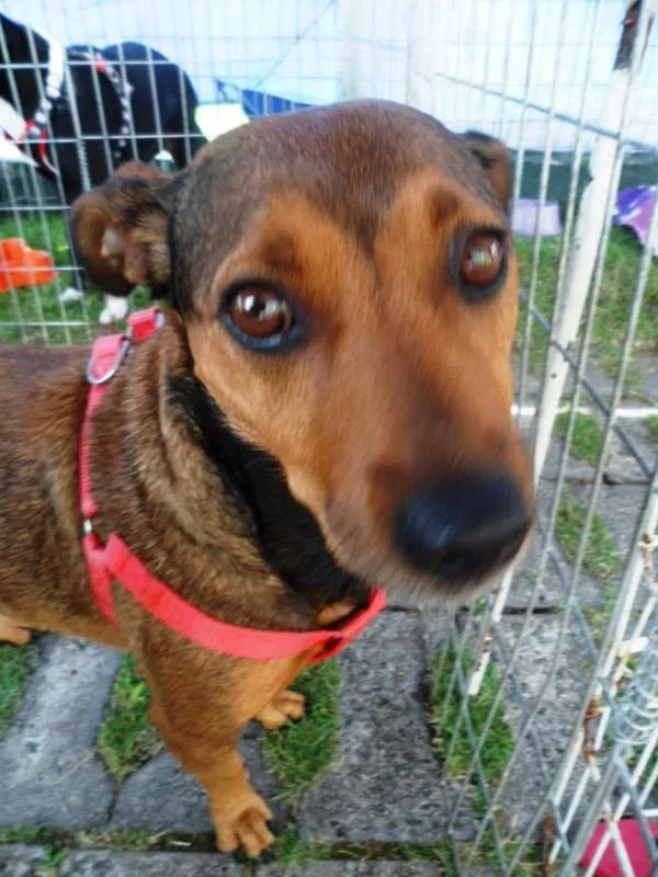 Cachorro ra a SRD idade 3 anos nome Fiona