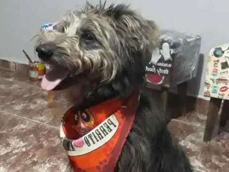 Cachorro ra a SRD idade 2 a 6 meses nome Tobias