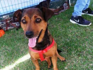 Cachorro raça SRD idade 3 anos nome Fiona