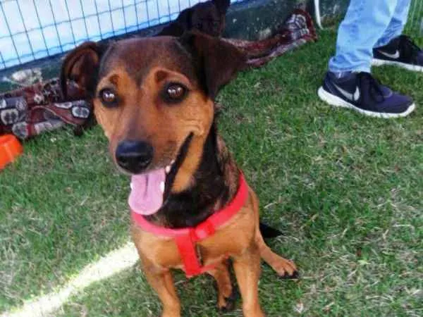 Cachorro ra a SRD idade 3 anos nome Fiona