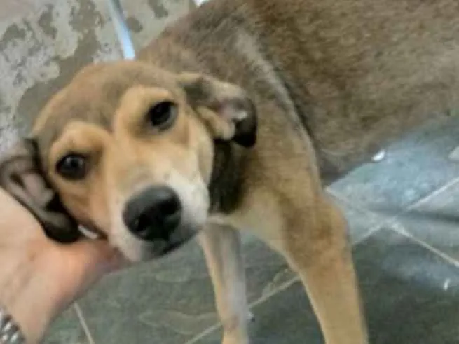 Cachorro ra a Vira lata idade 7 a 11 meses nome Pipoca