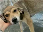 Cachorro raça Vira lata idade 7 a 11 meses nome Pipoca