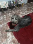 Tobias