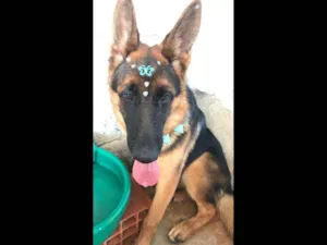 Cachorro raça PASTOR ALEMÃO idade 7 a 11 meses nome NINA