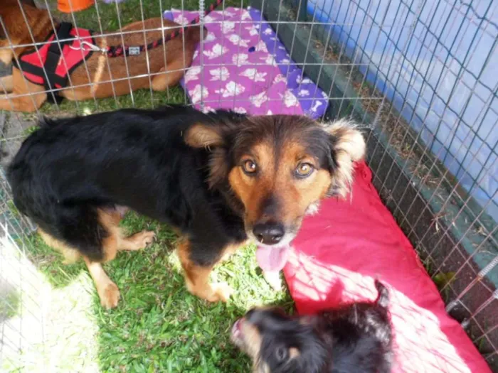 Cachorro ra a SRD idade 2 anos nome Lia