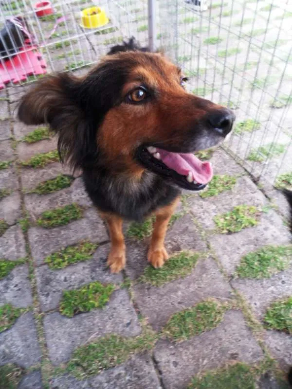 Cachorro ra a SRD idade 2 anos nome Lia