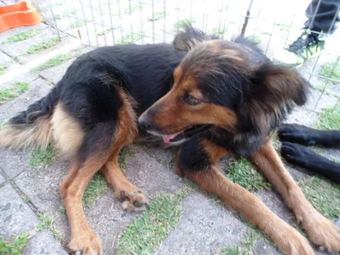 Cachorro ra a SRD idade 2 anos nome Lia