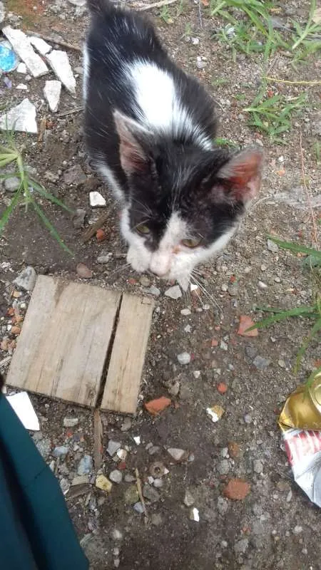 Gato ra a não sei idade 2 a 6 meses nome não tem nome