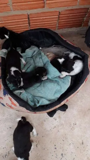 Cachorro raça viralata idade Abaixo de 2 meses nome lili