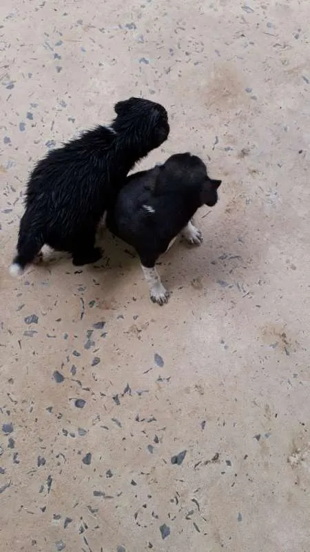 Cachorro raça viralata idade Abaixo de 2 meses nome lili