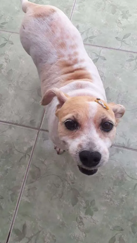 Cachorro ra a Vira-lata  idade 6 ou mais anos nome Wendy