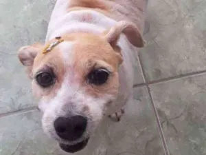 Cachorro raça Vira-lata  idade 6 ou mais anos nome Wendy