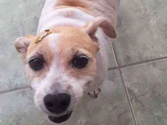 Cachorro ra a Vira-lata  idade 6 ou mais anos nome Wendy