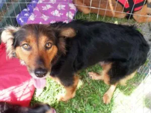 Cachorro raça SRD idade 2 anos nome Lia
