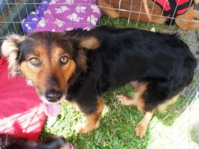 Cachorro ra a SRD idade 2 anos nome Lia