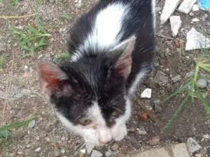 Gato raça não sei idade 2 a 6 meses nome não tem nome