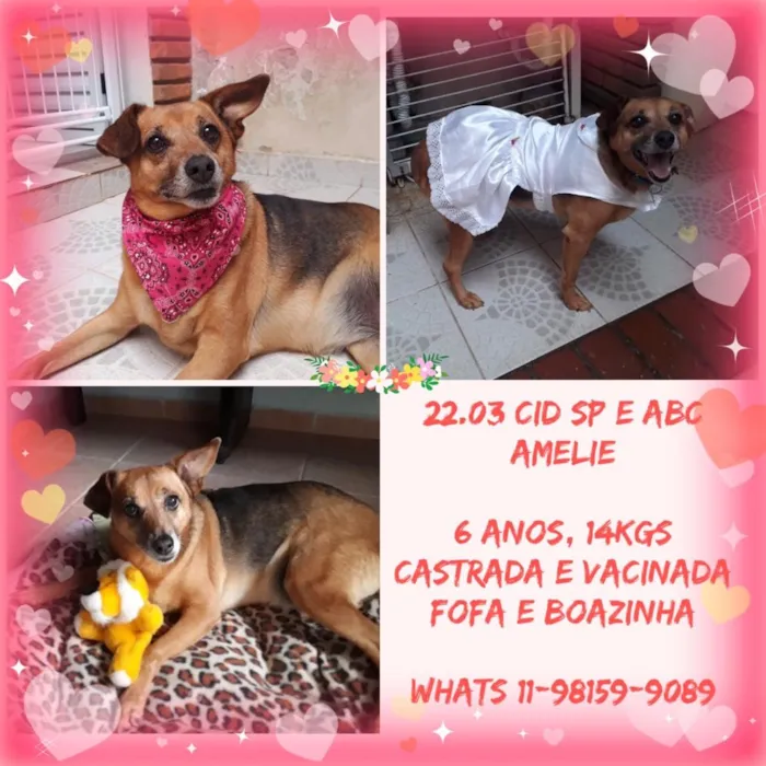 Cachorro ra a SRD  idade 6 ou mais anos nome Amelie 