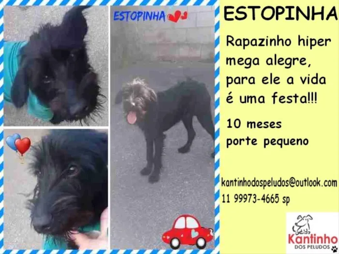 Cachorro ra a SRD MIX POODLE X MIX SCHNAUZER idade 1 ano nome ESTOPINHA 
