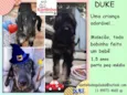 DUKE