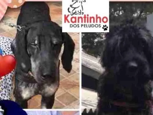 Cachorro ra a SRD MIX POODLE  idade 1 ano nome DUKE