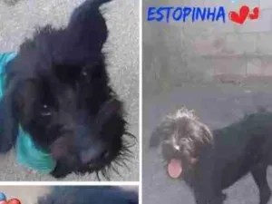 Cachorro raça SRD MIX POODLE X MIX SCHNAUZER idade 1 ano nome ESTOPINHA 