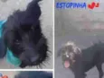 ESTOPINHA