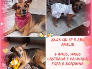 Cachorro raça SRD  idade 6 ou mais anos nome Amelie 
