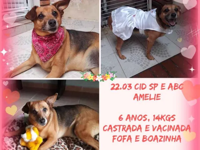 Cachorro ra a SRD  idade 6 ou mais anos nome Amelie 