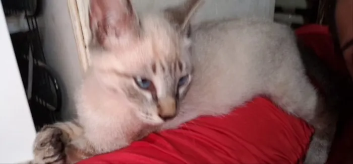 Gato ra a SRD idade 2 a 6 meses nome Cico 