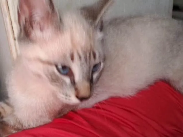 Gato ra a SRD idade 2 a 6 meses nome Cico 