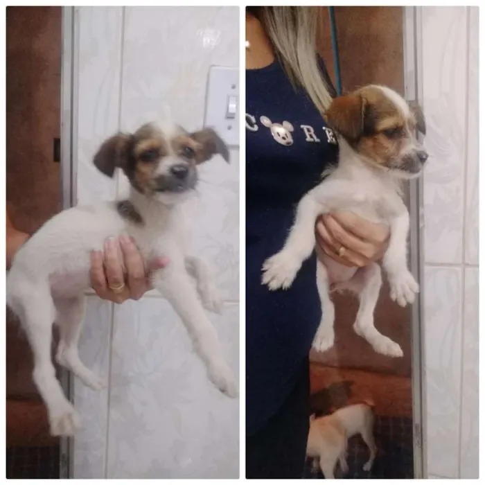 Cachorro ra a  idade 2 a 6 meses nome Sem nome 