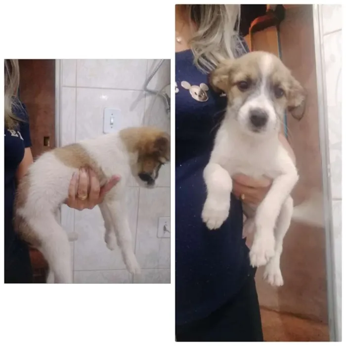 Cachorro ra a  idade 2 a 6 meses nome Sem nome 