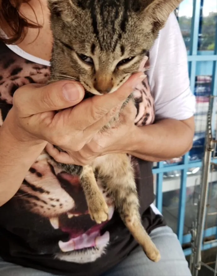 Gato ra a SRD idade 2 a 6 meses nome Pepito e Sheha