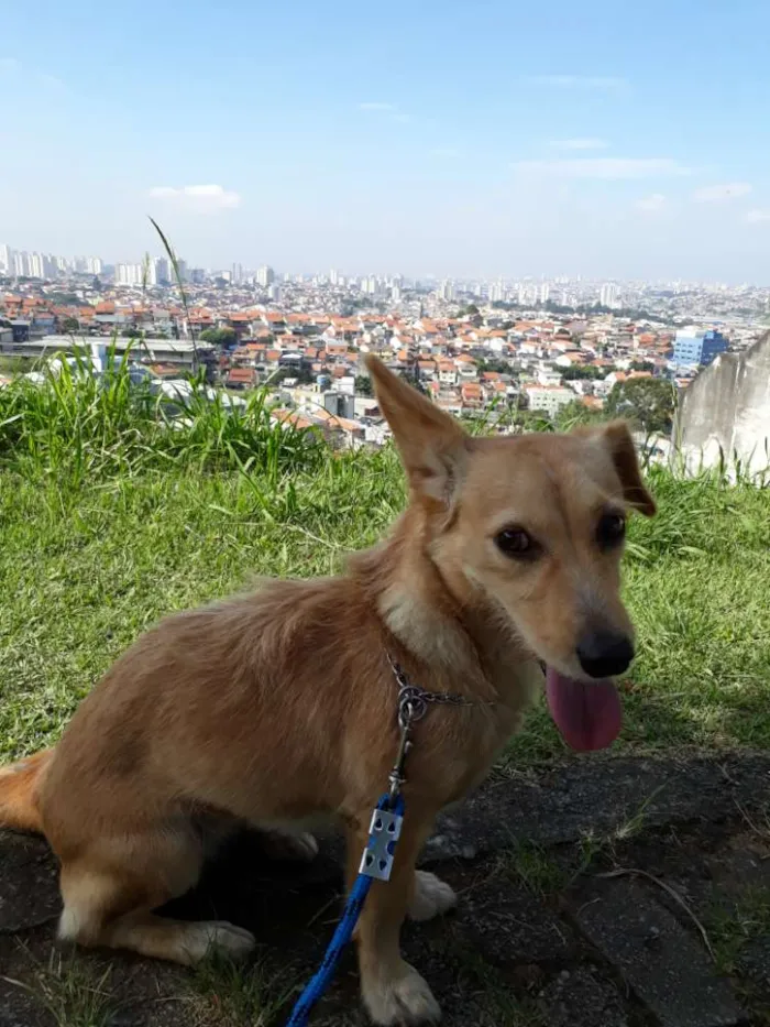 Cachorro ra a Vira-lata  idade 3 anos nome Dory