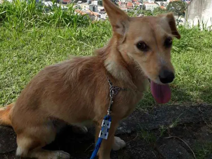 Cachorro ra a Vira-lata  idade 3 anos nome Dory