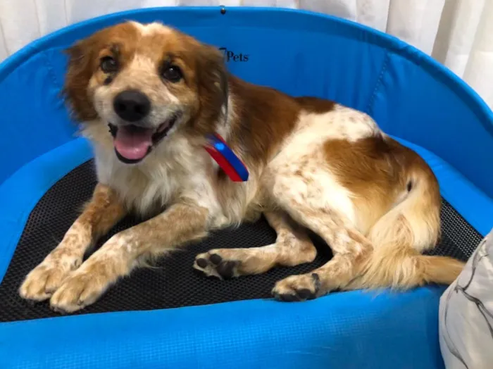 Cachorro ra a Vira-lata idade 5 anos nome Grudinho