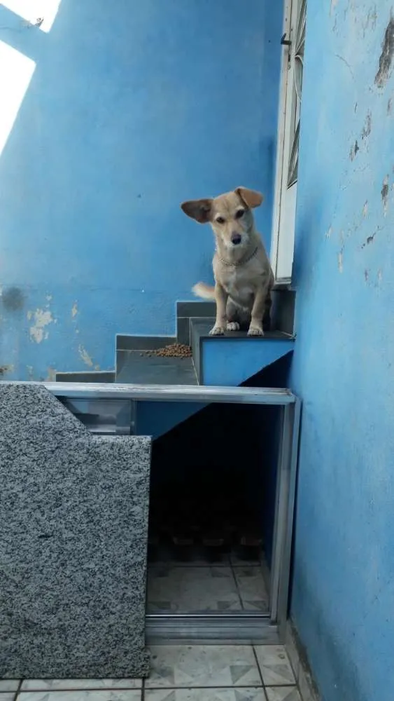 Cachorro ra a Vira-lata  idade 3 anos nome Dory