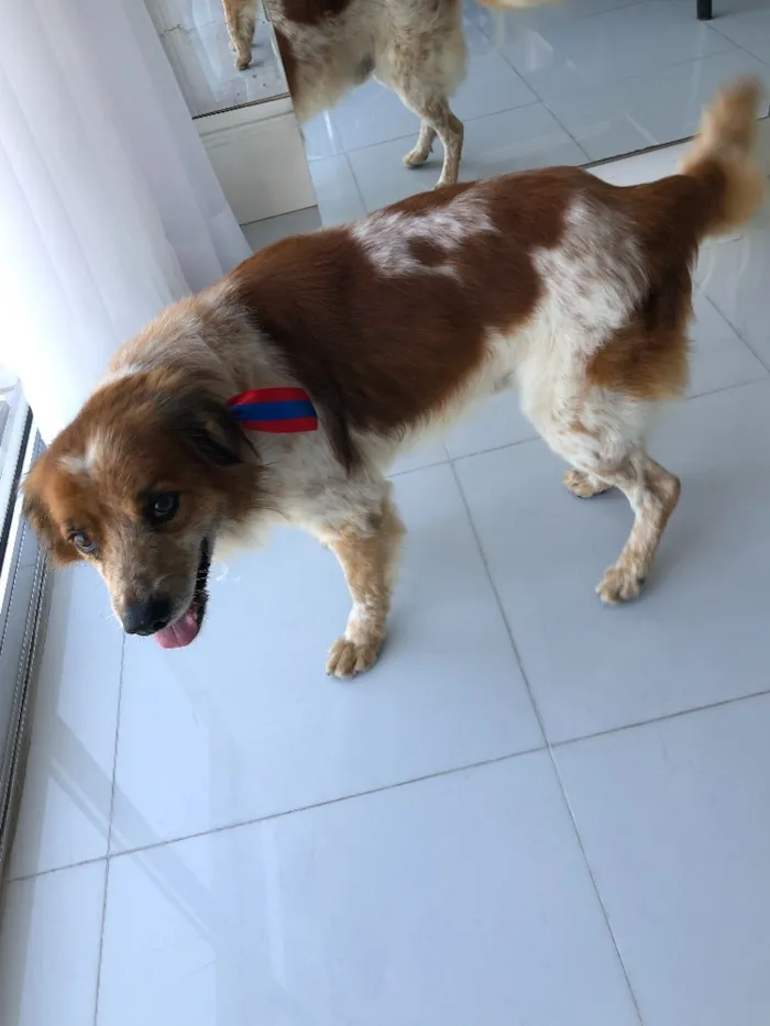 Cachorro ra a Vira-lata idade 5 anos nome Grudinho