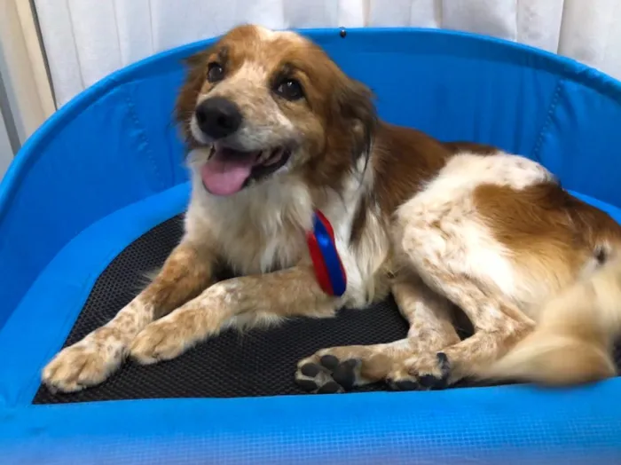 Cachorro ra a Vira-lata idade 5 anos nome Grudinho