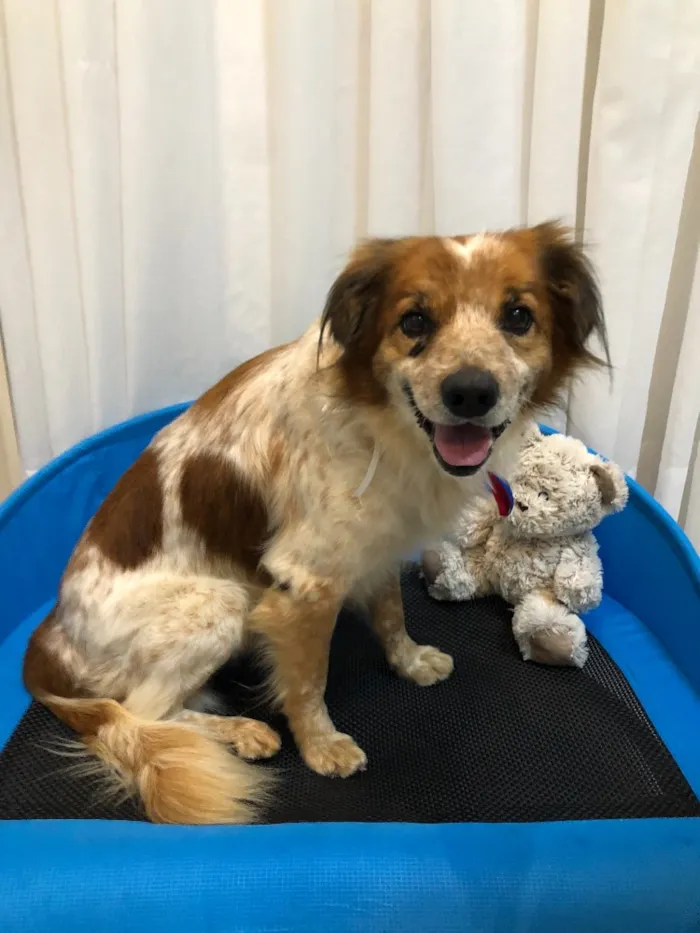 Cachorro ra a Vira-lata idade 5 anos nome Grudinho