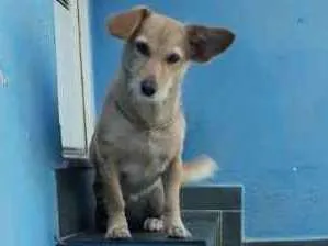 Cachorro ra a Vira-lata  idade 3 anos nome Dory