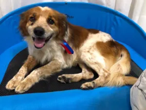 Cachorro raça Vira-lata idade 5 anos nome Grudinho