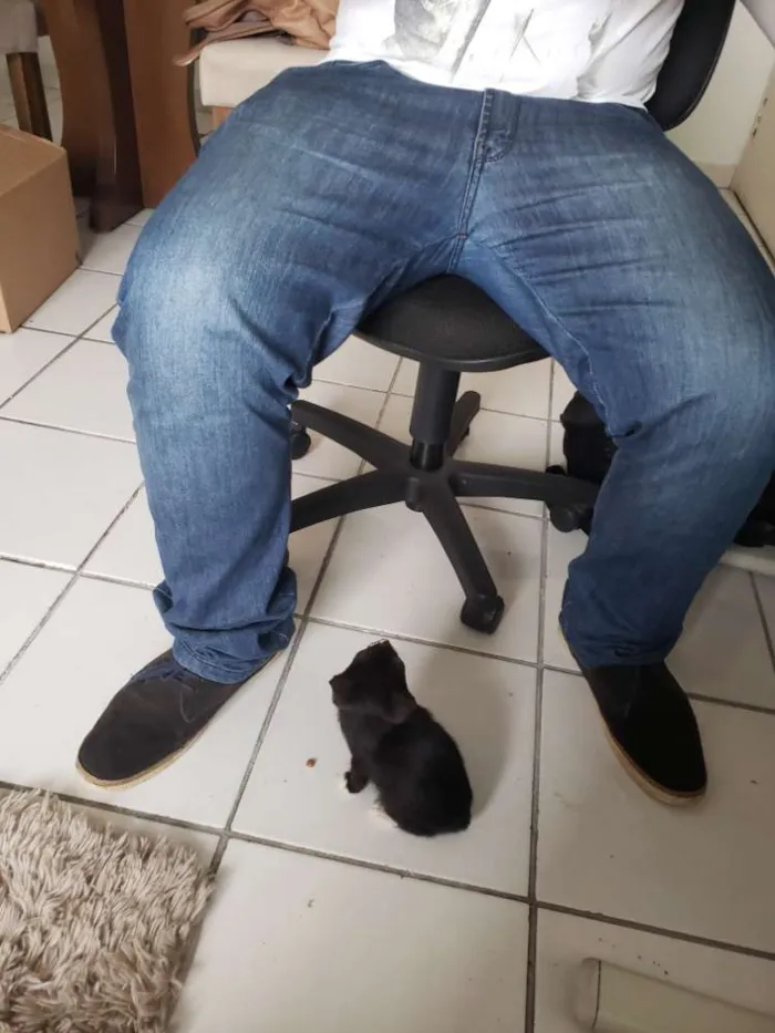 Gato ra a SRD idade 2 a 6 meses nome Khaleesi