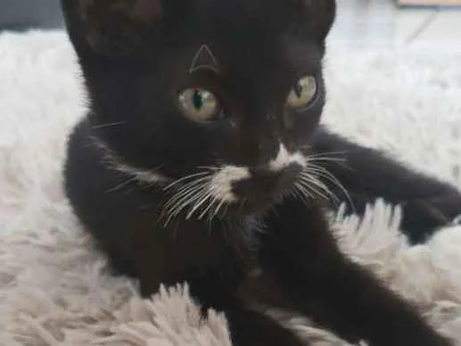 Gato ra a SRD idade 2 a 6 meses nome Khaleesi