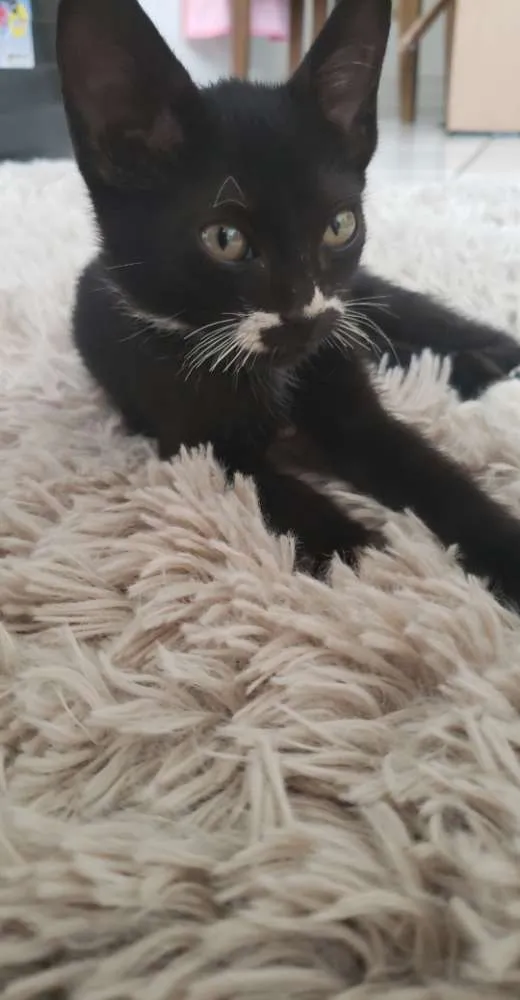 Gato ra a SRD idade 2 a 6 meses nome Khaleesi