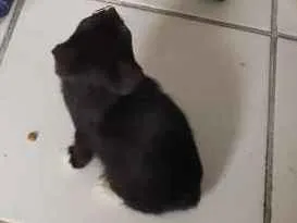 Gato ra a SRD idade 2 a 6 meses nome Khaleesi