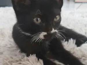 Gato raça SRD idade 2 a 6 meses nome Khaleesi