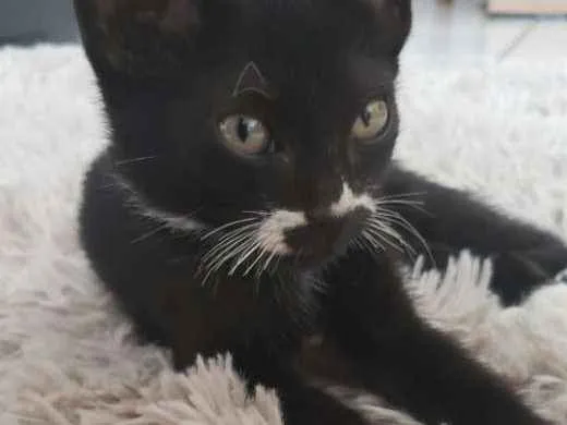 Gato ra a SRD idade 2 a 6 meses nome Khaleesi
