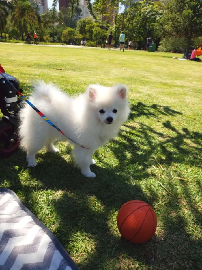 Cachorro ra a Spitz alemao idade 7 a 11 meses nome Snow